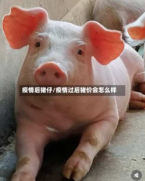 疫情后猪仔/疫情过后猪价会怎么样