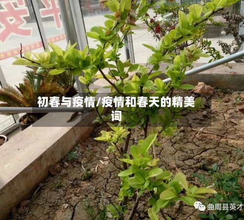 初春与疫情/疫情和春天的精美词