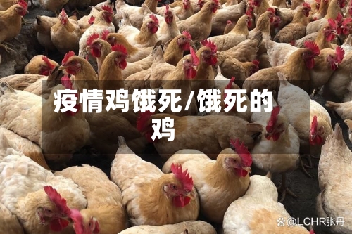 疫情鸡饿死/饿死的鸡